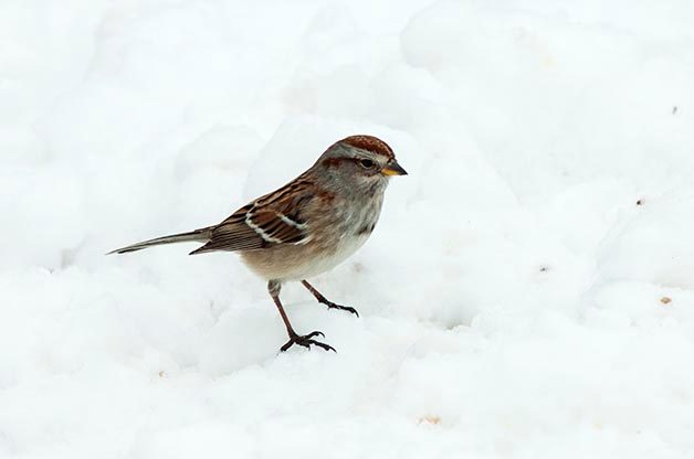 Top Tips for Winter Bird Feeding