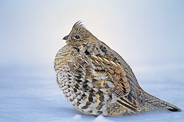 Unlike many birds, ruffed grouse are able to digest the buds and twigs of aspen and birch trees, a food source that helps them survive extreme winters.