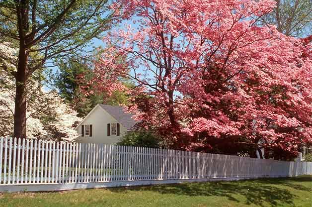 Flowering dogwoods and other trees require a pruning saw to manage branches that are too large for hand pruners or loppers.