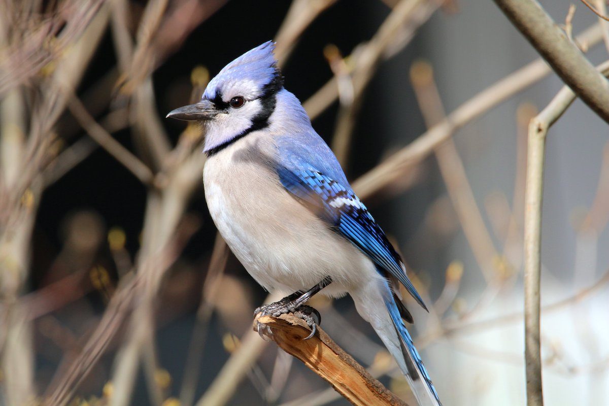 Admira la majestuosidad de las aves de color azul en estas 20 fotos ...