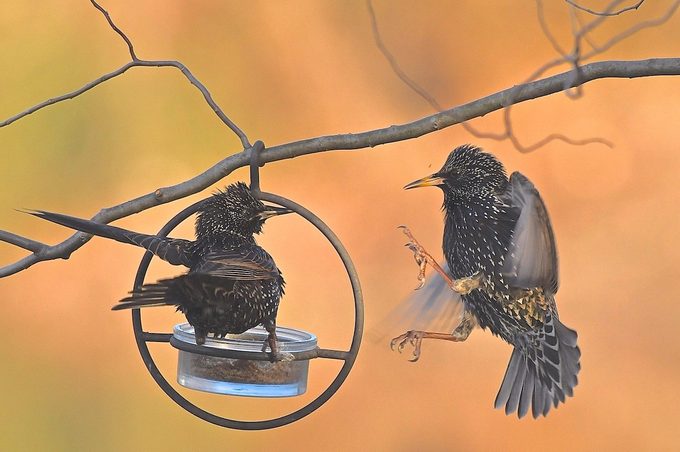 starlings backyard birdwatching problems