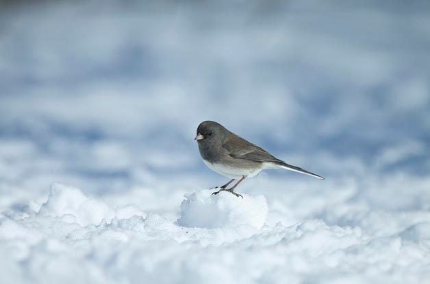 How to Help Bird Species During Extremely Cold Weather