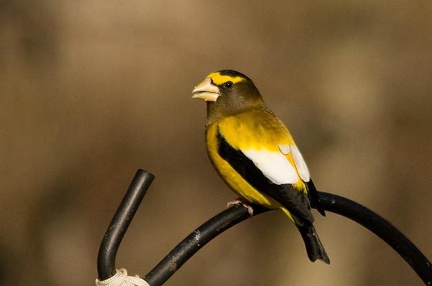 Birding Hotspots for Incredible Winter Birds