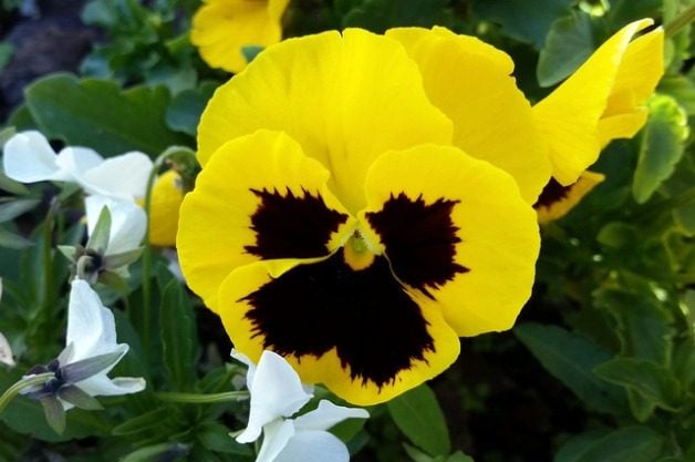 Garden Pansy flower