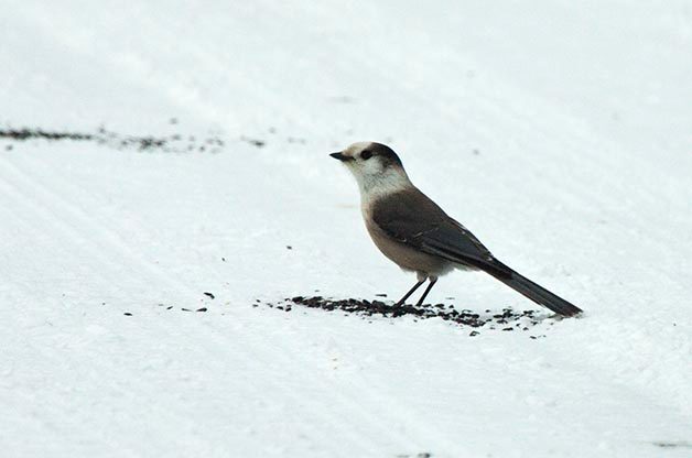 Birding Hotspots for Incredible Winter Birds
