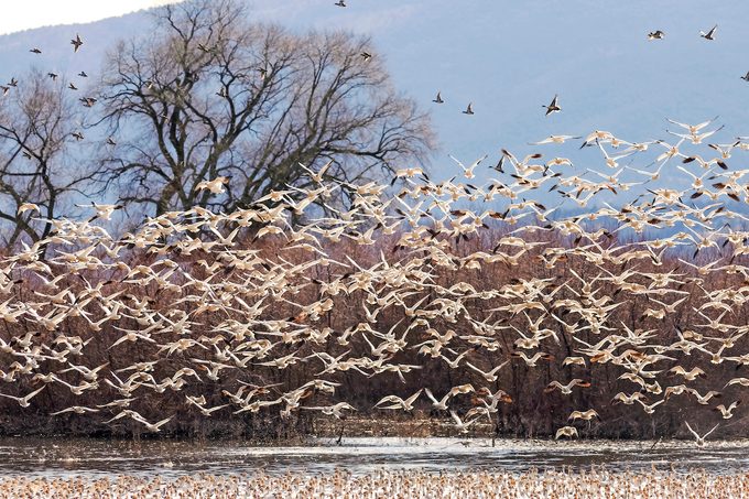Klamath Basin National Wildlife, winter birding hotspots