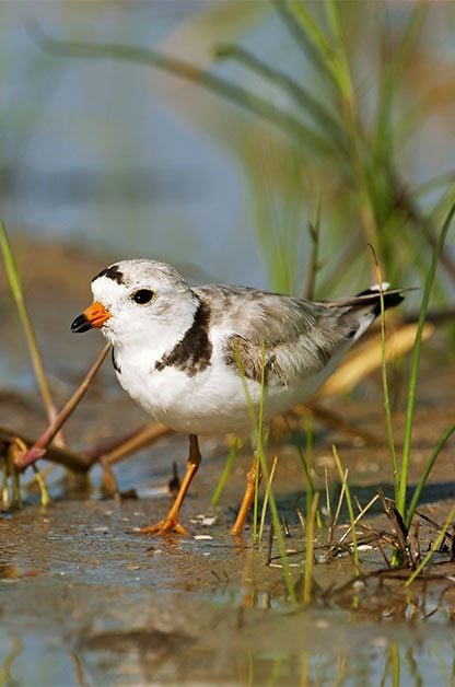 Coast to Coast Birding Hot Spots by Season | Birding | Birds & Blooms Magazine