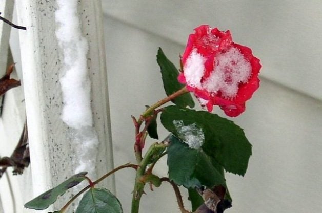 Winter Dormancy in plants and Chilling for Plants