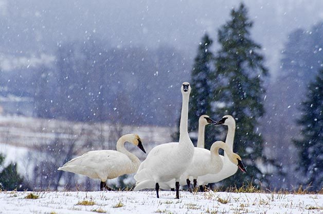 Trumpeter swans, shown here at their British Columbia wintering grounds, weigh more than any other North American waterfowl. 