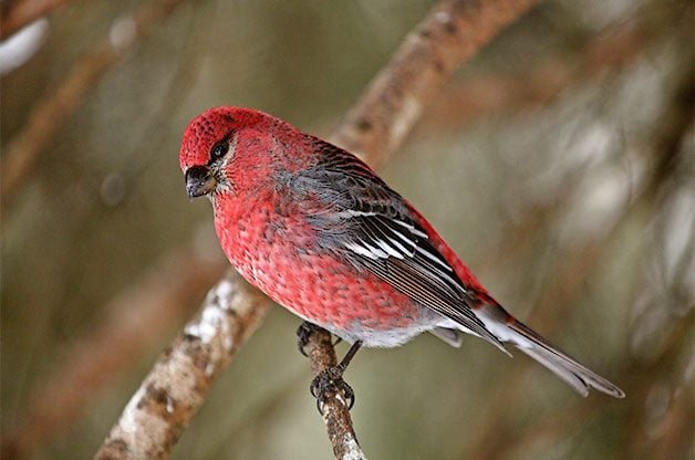 Pine grosbeaks occasionally wander from their year-round home into the northern U.S. in small flocks to feed on berries and maple buds.