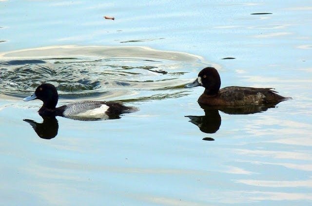 Florida Winter Ducks 