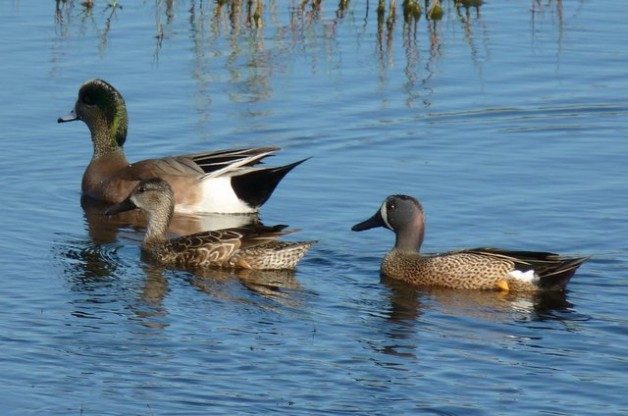 Florida Winter Ducks Wigeon Teals