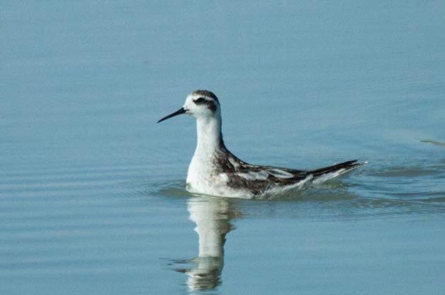 Birding Hotspots: Salton Sea, California