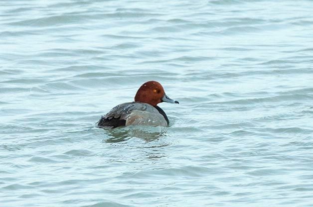 Duck Identification: Canvasback vs. Redhead