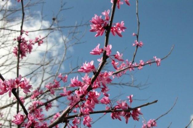 Signs of Spring Redbud
