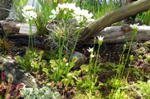 Spring Flowers Carnivorous Plants Bog