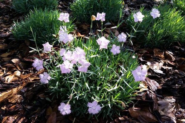 Fragrant Flowers Firewitch Dianthus