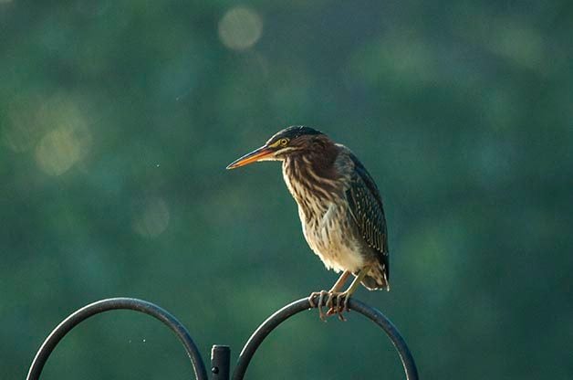 Bird Photography Tip: Practice in Your Backyard