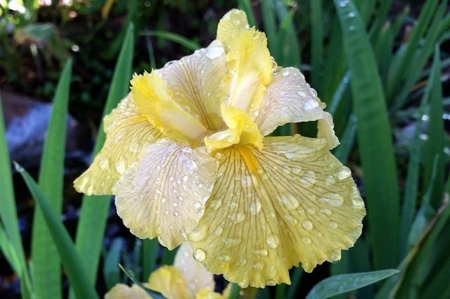Louisiana Iris Fortune Finder