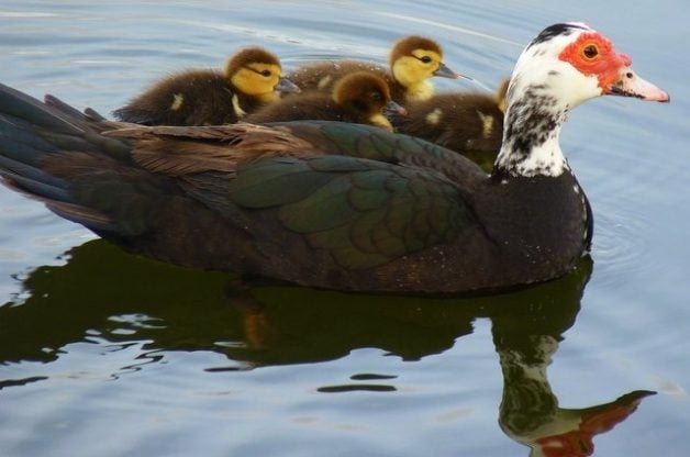 Muscovy Ducks Ducklings