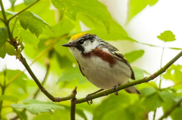 chestnut sided warbler, how to prevent window strikes