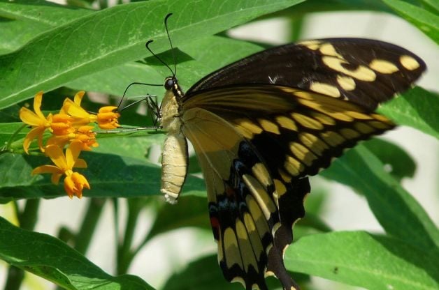 How Butterflies Eat Giant ST