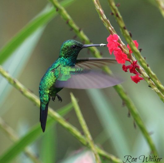 Emerald Hummingbird - Birds and Blooms