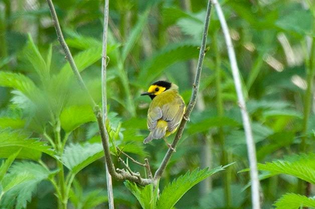 Hooded Warblers and one Common Yellowthroat