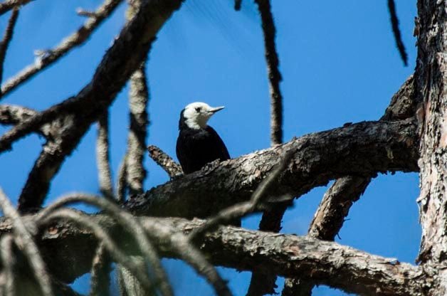 Bird Species Profile: White-headed Woodpecker