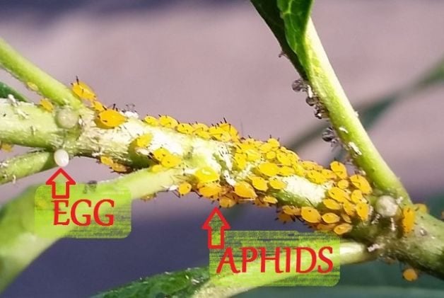 Monarch Egg or Aphid