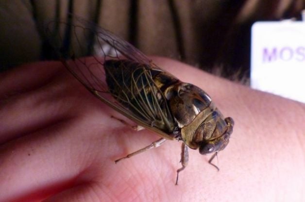 Annual and Periodic Cicadas