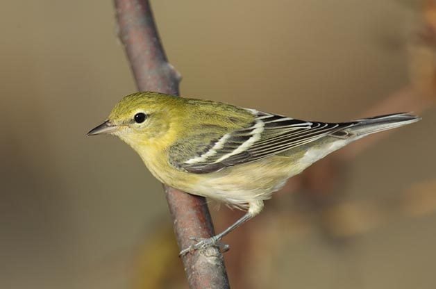 ID Tips for Fall Blackpoll and Bay-breasted Warblers