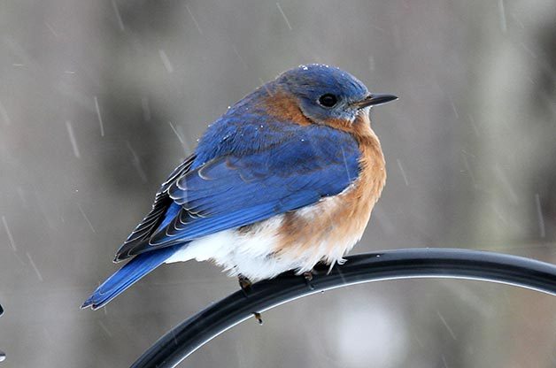 A combination of color, behavior and location helps Merlin users figure out that this is an eastern bluebird.