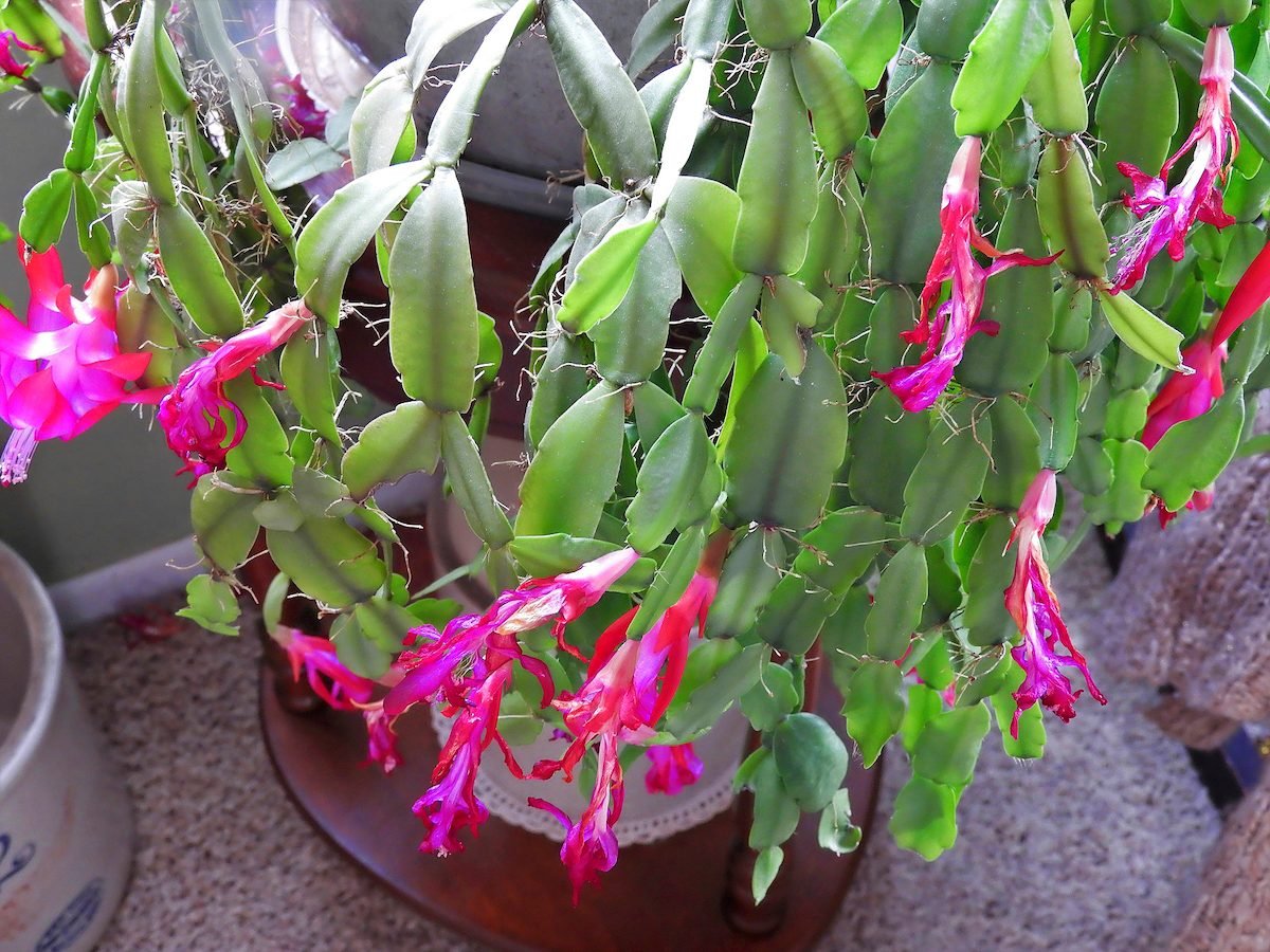 8 Fascinating Facts About Christmas Cactus - Birds and Blooms