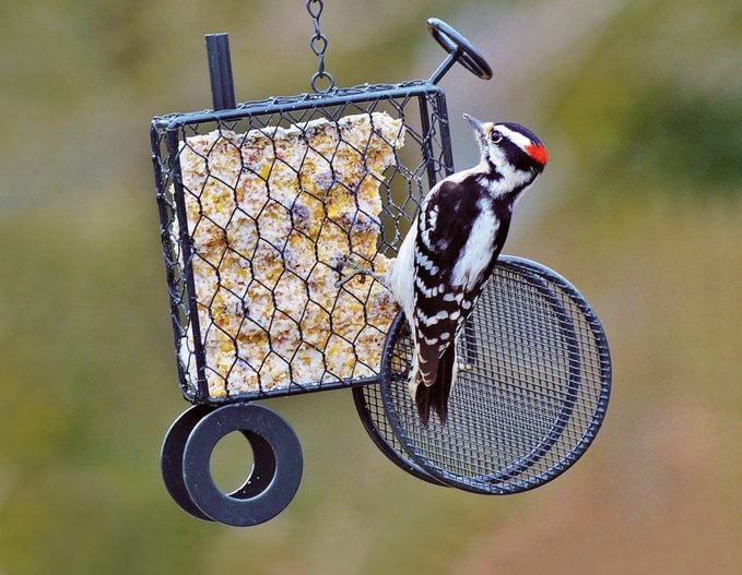 what do woodpeckers eat, downy woodpecker on suet feeder