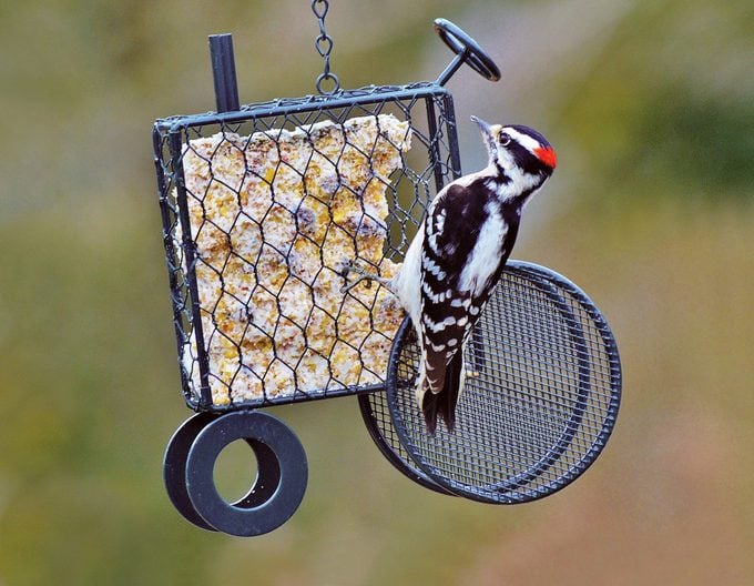 How to Attract Hairy Woodpeckers to Your Bird Feeder
