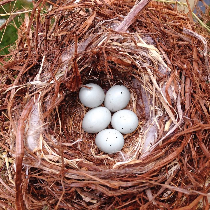 egg facts, bird eggs in nest