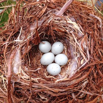 bird nest with eggs pat morton, egg facts, bird eggs in nest