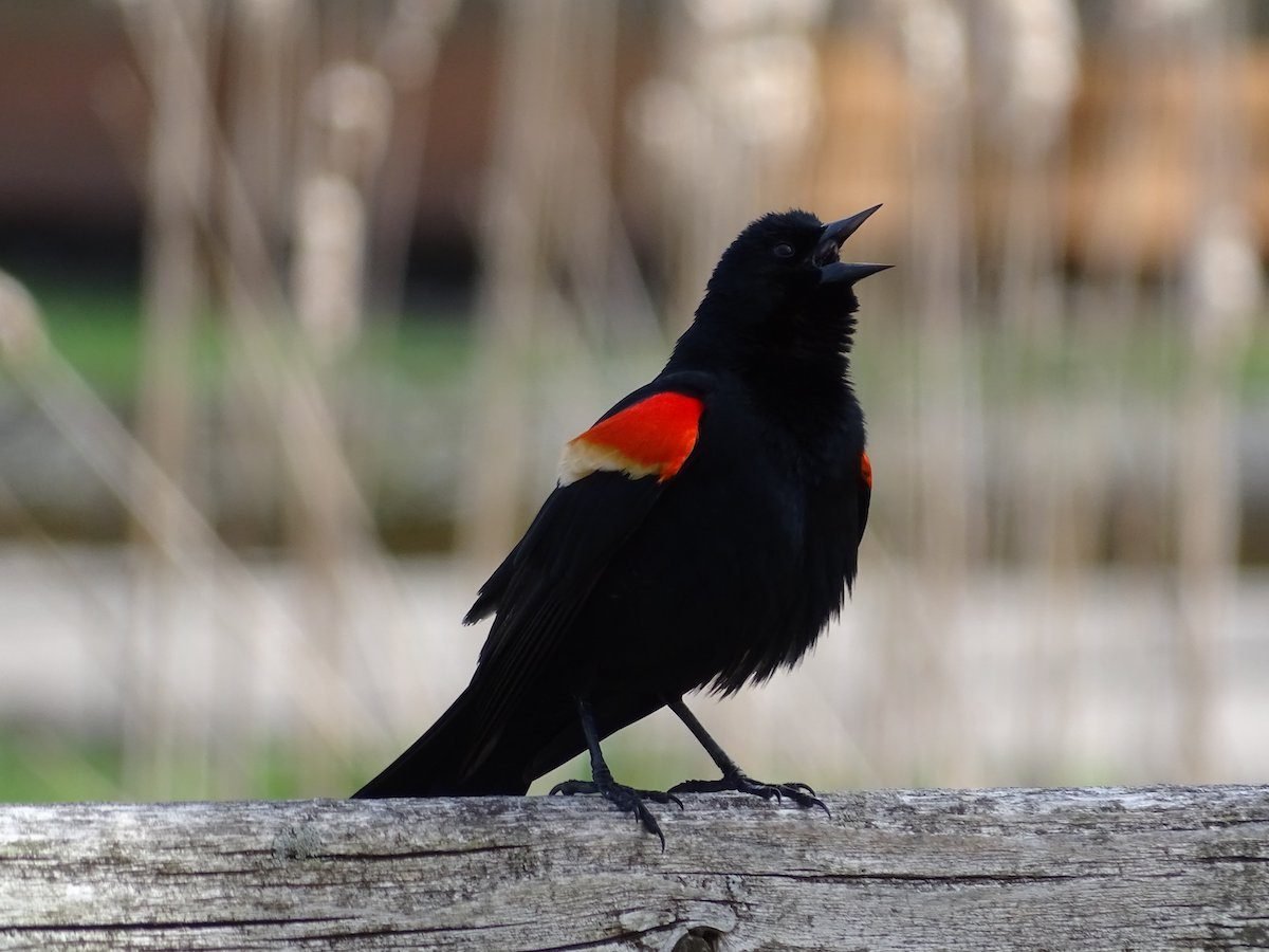 Get Ready For Red-Winged Blackbird Season - Birds And Blooms