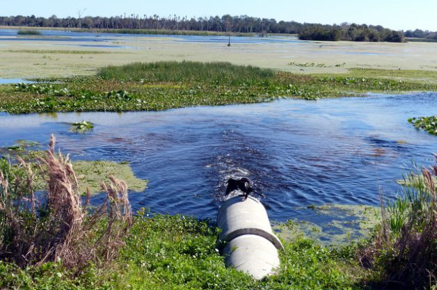Birding Hotspot Orlando Wetlands Park