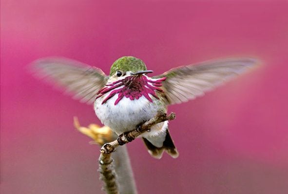 Calliope hummingbirds