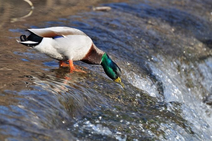 mallard duck, types of ducks