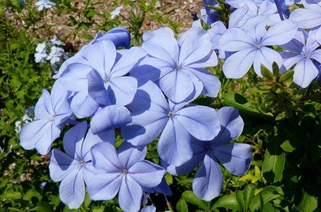 Blue Flowers Plumbago