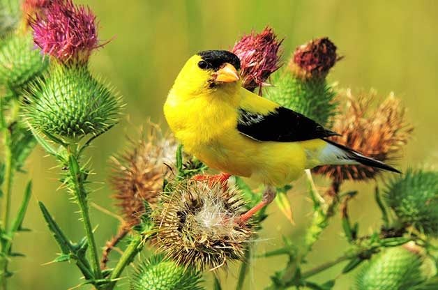 goldfinch on thistle