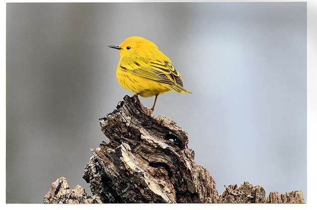 A yellow warbler is one of the most common warblers to see at Biggest Week.