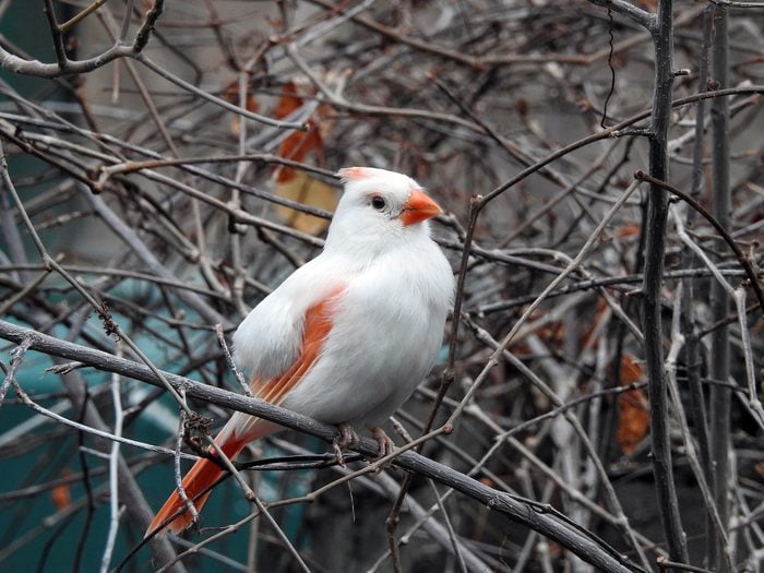 white cardinal
