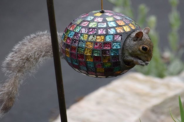 squirrel in feeder