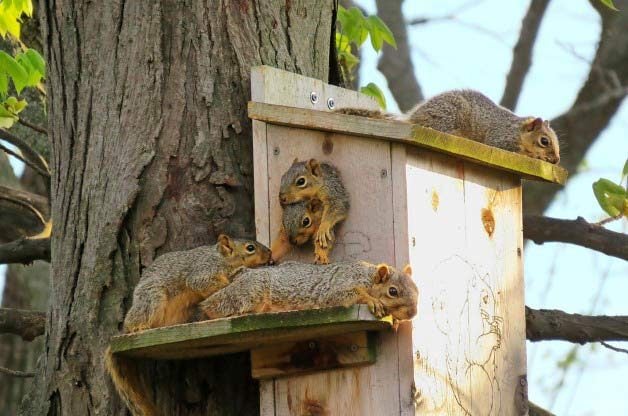 squirrels in birdhouse