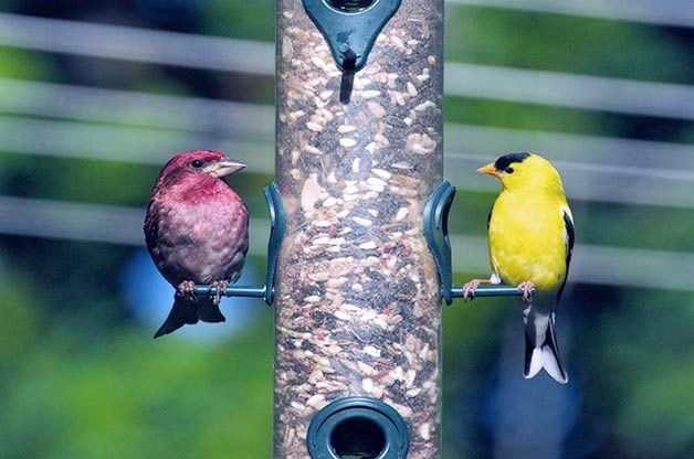 purple finch and goldfinch