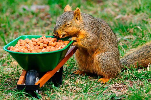 13 Funny Squirrel Pictures You Need to See - Birds and Blooms